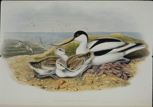 Avocette (Recurvirostra Avocetta) - John (after) Gould
