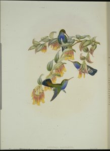 Colibri émeraude de Bartlett (Agyrtria Bartletti) - John (after) Gould