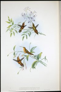 Ermite ceinturé (Phaethornis Nigrocinctus) et Ermite évêque (Phaethornis Episcopus) - John (after) Gould