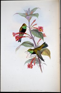Étoile de colline à poitrine noire - John (after) Gould