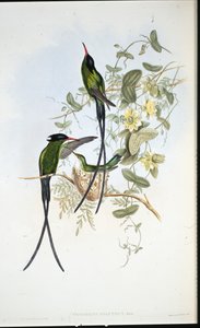 Colibri à tête noire (Trochilus polytmus) - John (after) Gould