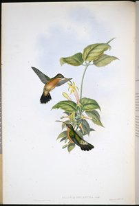 Ermite à queue noire - John (after) Gould