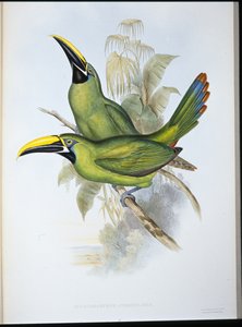Toucan à bec rainuré à gorge noire - John (after) Gould