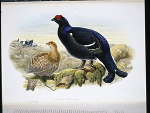 Tétras lyre (Tetrao Tetrix) - John (after) Gould