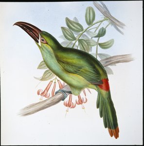 Toucan à bec rainuré à croupion rouge - John (after) Gould
