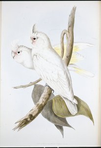 Cacatoès taché de sang (Cacatus Sanguinea)