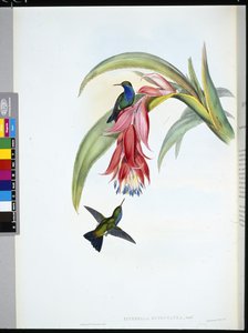 Saphir à poitrine bleue - John (after) Gould