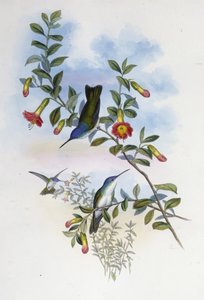 Couronne azur à cou bleu - John (after) Gould