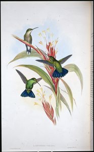 Colibri à queue bleue (Lampornis Viridis) - John (after) Gould