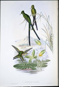 Sylphe à queue bleue (Cynanthus Cyanurus) - John (after) Gould