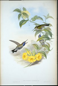 Cazique à gorge bleue (Delattria Clemenciae) - John (after) Gould