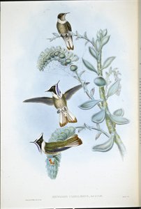 Hlemte à gorge bleue - John (after) Gould