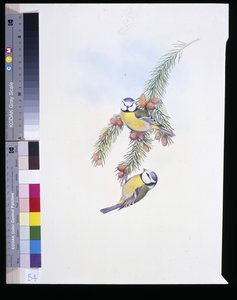 Mésange bleue (Parus Caeruleus)