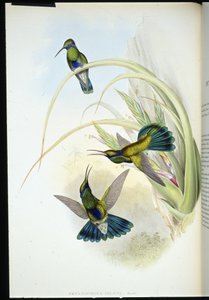 Oreillard violet de Bolivie - John (after) Gould