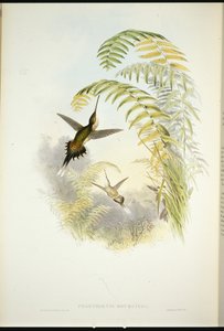 Ermite de Bourcier - John (after) Gould