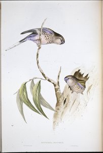 Perruche de Bourke (Euphema Bourkii) - John (after) Gould