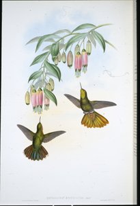 Queue de laiton - John (after) Gould