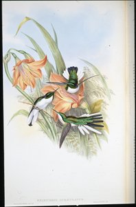 Fée brésilienne (Heliothrix Auriculatus) - John (after) Gould