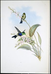 Panoplites brésilien (Thalurania Eryphile) - John (after) Gould