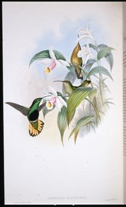 Velours à queue jaune (Lafresnaya Flavicaudata) - John (after) Gould