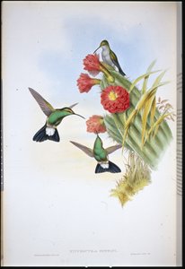 Plumeleteer de Buffon (Hypuroptila Buffoni)