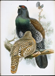 Grand tétras - John (after) Gould