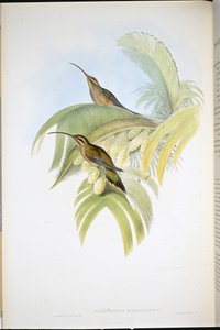 Ermite de Cayenne (Phaethornis Superciliosus) - John (after) Gould