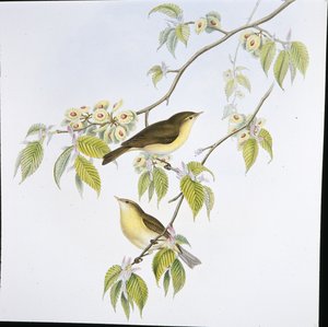 Pouillot véloce (Phyllopneuste Rufa)