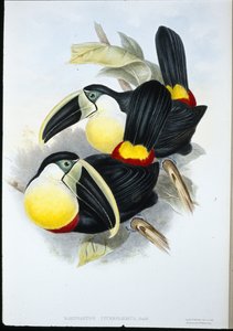 Toucan à poitrine citron