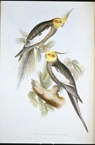 Perruche cacatoès (Nymphicus Novae-Hollandiae) - John (after) Gould