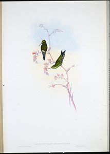 Émeraude colombienne (Chlorostilbon Angustipennis) - John (after) Gould