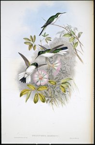 Fée colombienne (Heliothrix Barroti) - John (after) Gould