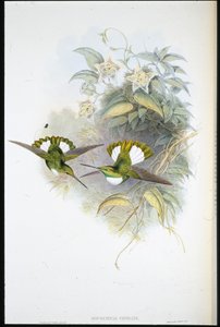 Inca de Conrad - John (after) Gould