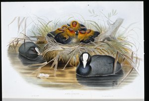 Foulque macroule (Fulica Atra)