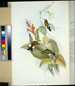 Puffleg à ventre cuivré - John (after) Gould