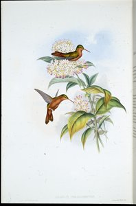 Amazili à bec corail (Amazilia Corallirostris) - John (after) Gould
