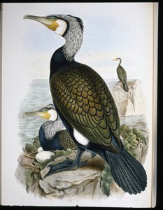 Cormoran - John (after) Gould