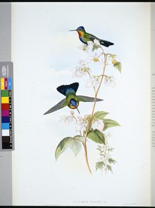 Colibri du Costa Rica (Panterpeinsignis) - John (after) Gould