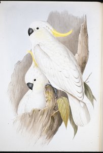 Cacatoès à huppe jaune (Cacatua Galerita)