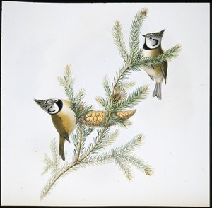 Mésange huppée (Parus Cristatus)