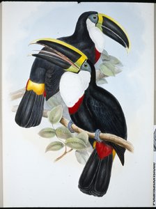Toucan culminé (Ramphastos Culminatus)