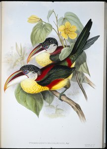 Araçari à crête bouclée