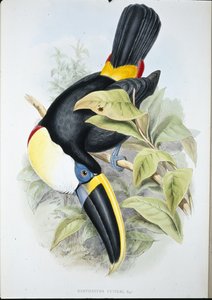 Toucan de Cuvier