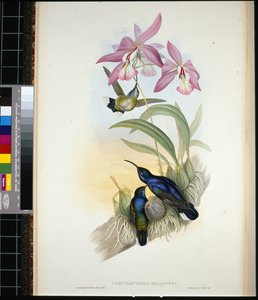 Sabre-ailes de De-Lattre - John (after) Gould