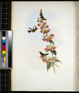 Coquette de Delattre (lophornis Delattrei) - John (after) Gould