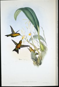 Puff-leg de Derby (Eriocnemis Derbianus) - John (after) Gould