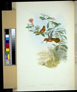 Ermite de Dohrn (glaucus Dohrni) - John (after) Gould