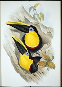 Toucan douteux - John (after) Gould