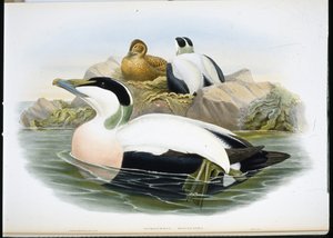 Eider à duvet