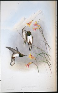 Colibri étoile de colline d